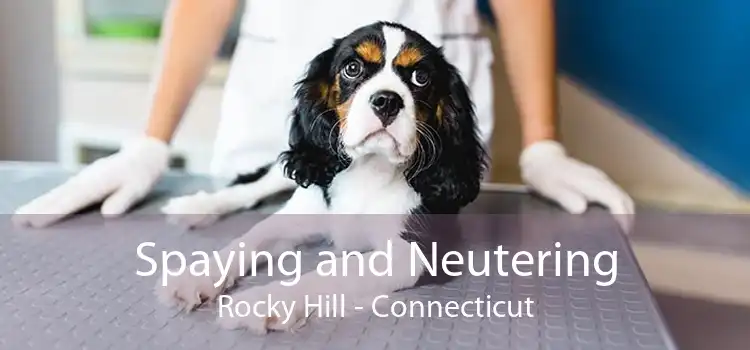 Spaying and Neutering Rocky Hill - Connecticut