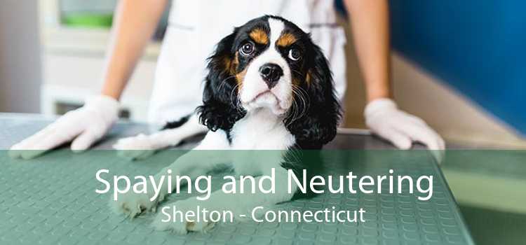 Spaying and Neutering Shelton - Connecticut