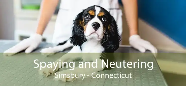 Spaying and Neutering Simsbury - Connecticut