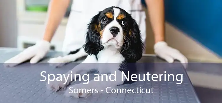 Spaying and Neutering Somers - Connecticut