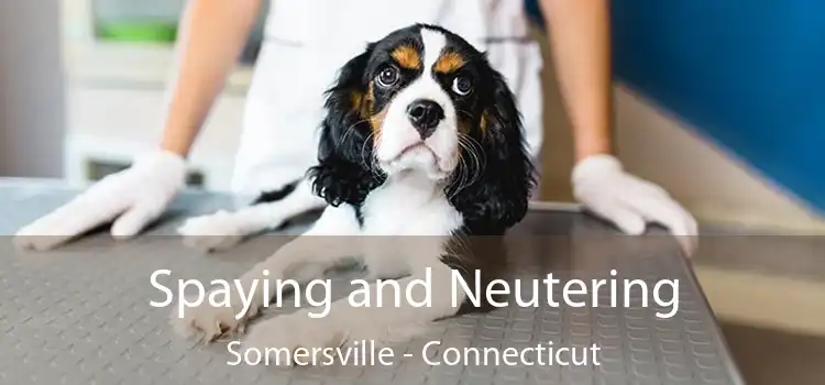 Spaying and Neutering Somersville - Connecticut