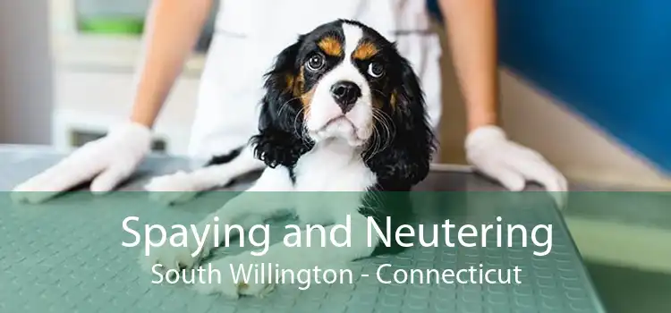 Spaying and Neutering South Willington - Connecticut