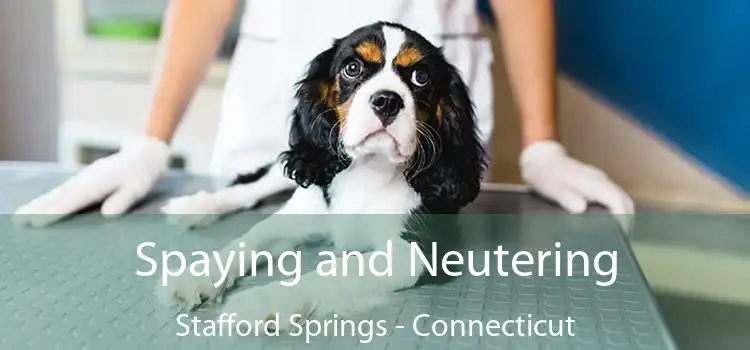 Spaying and Neutering Stafford Springs - Connecticut