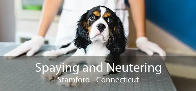 Spaying and Neutering Stamford - Connecticut