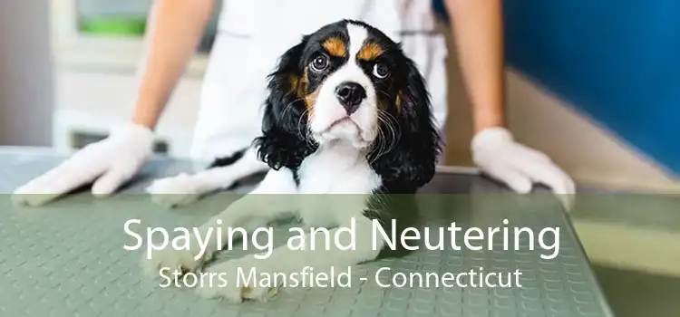 Spaying and Neutering Storrs Mansfield - Connecticut