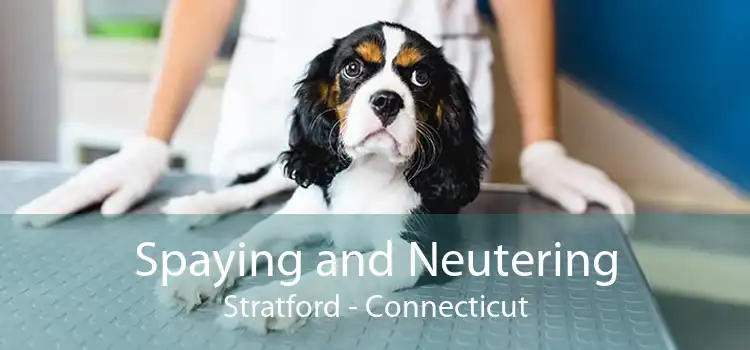 Spaying and Neutering Stratford - Connecticut