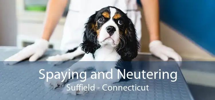 Spaying and Neutering Suffield - Connecticut