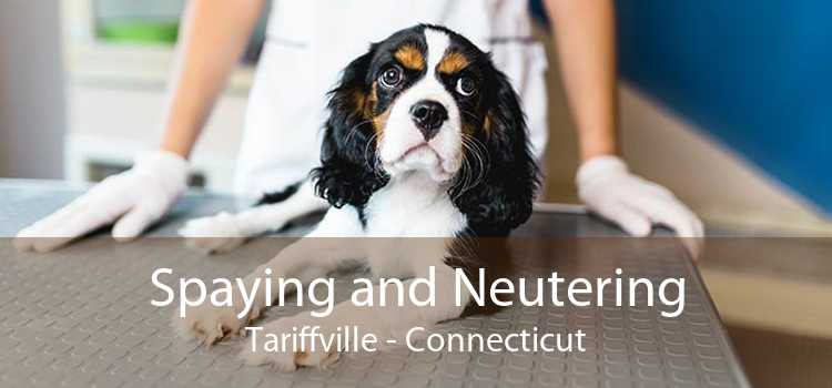 Spaying and Neutering Tariffville - Connecticut