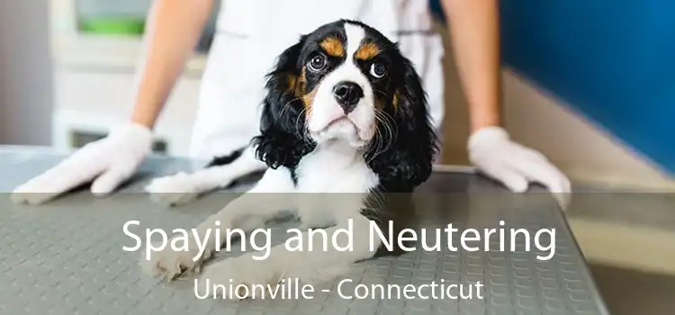 Spaying and Neutering Unionville - Connecticut