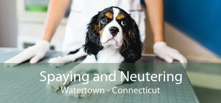 Spaying and Neutering Watertown - Connecticut