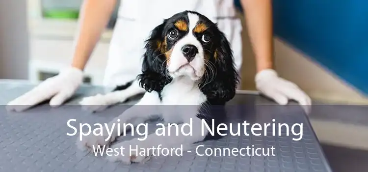 Spaying and Neutering West Hartford - Connecticut