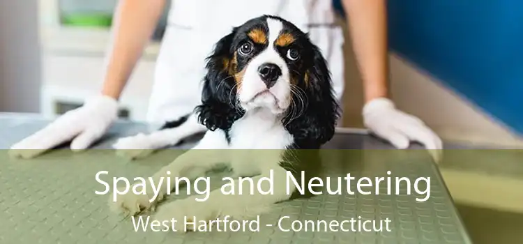 Spaying and Neutering West Hartford - Connecticut