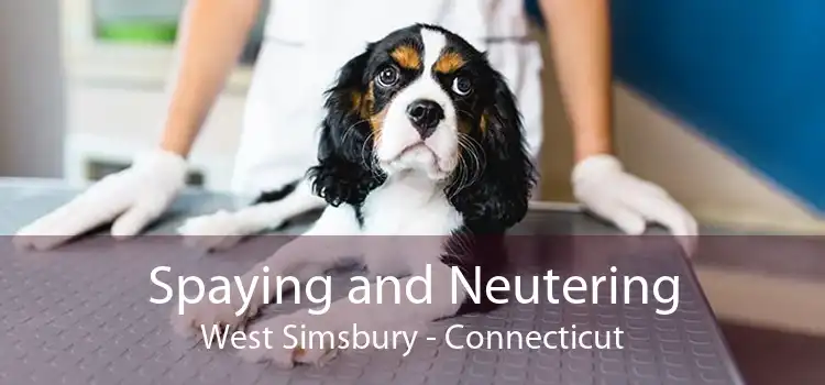 Spaying and Neutering West Simsbury - Connecticut