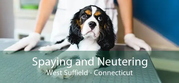 Spaying and Neutering West Suffield - Connecticut