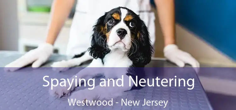 Spaying and Neutering Westwood - New Jersey