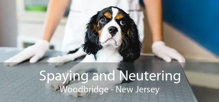 Spaying and Neutering Woodbridge - New Jersey