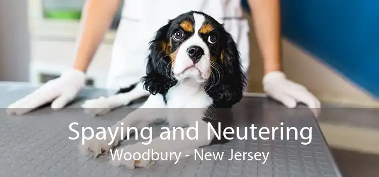 Spaying and Neutering Woodbury - New Jersey