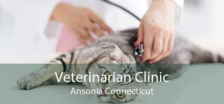 Veterinarian Clinic Ansonia Connecticut