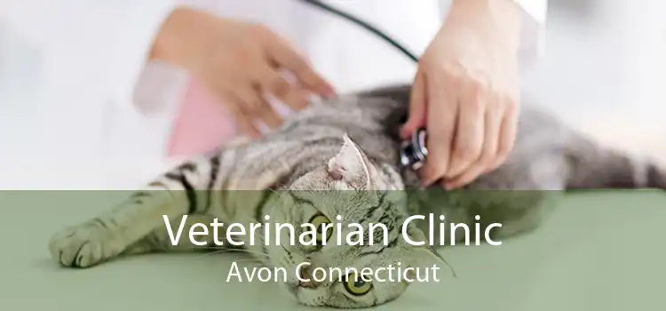 Veterinarian Clinic Avon Connecticut