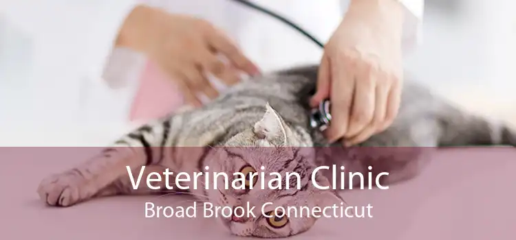 Veterinarian Clinic Broad Brook Connecticut