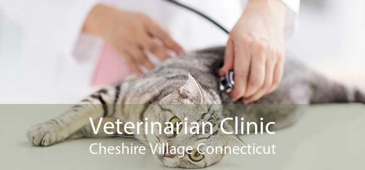 Veterinarian Clinic Cheshire Village Connecticut