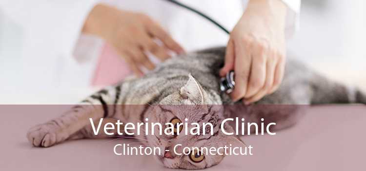 Veterinarian Clinic Clinton Connecticut