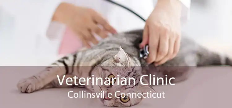 Veterinarian Clinic Collinsville Connecticut