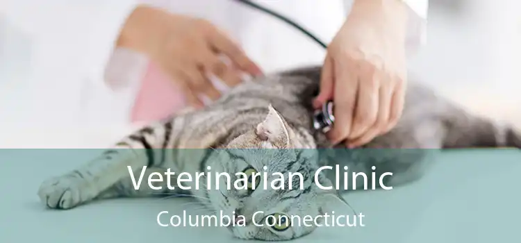 Veterinarian Clinic Columbia Connecticut