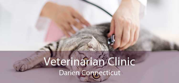 Veterinarian Clinic Darien Connecticut