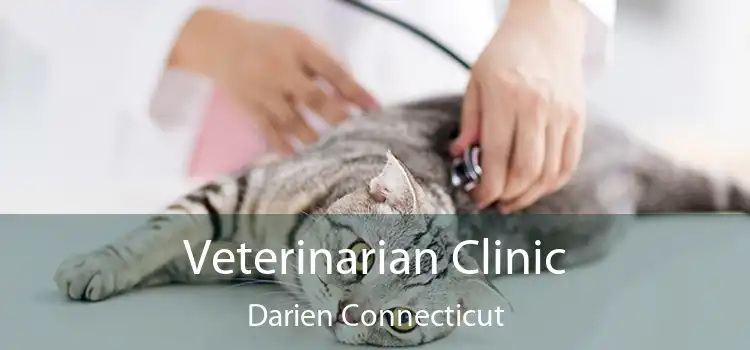 Veterinarian Clinic Darien Connecticut