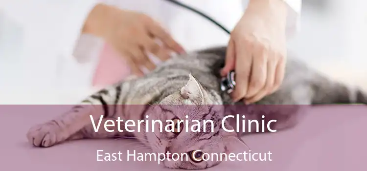 Veterinarian Clinic East Hampton Connecticut