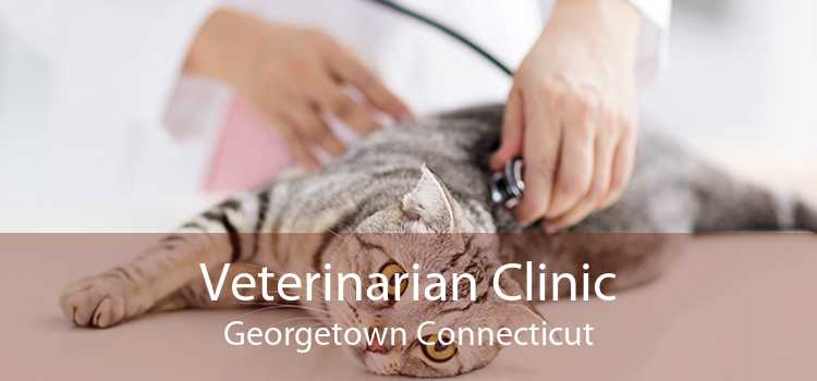 Veterinarian Clinic Georgetown Connecticut