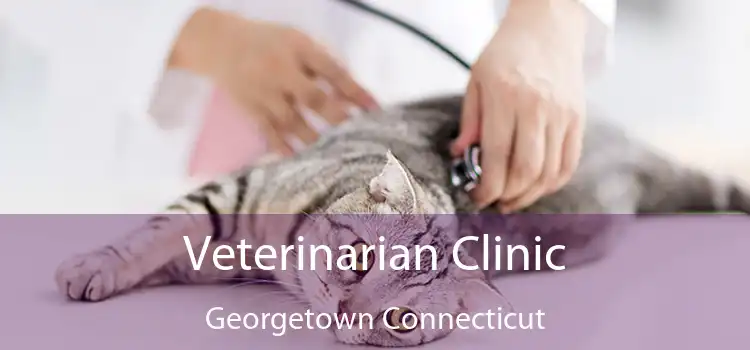 Veterinarian Clinic Georgetown Connecticut