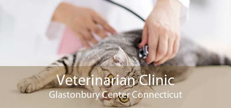 Veterinarian Clinic Glastonbury Center Connecticut
