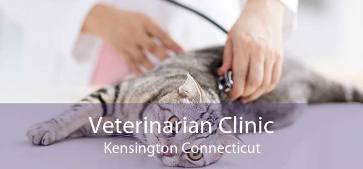 Veterinarian Clinic Kensington Connecticut