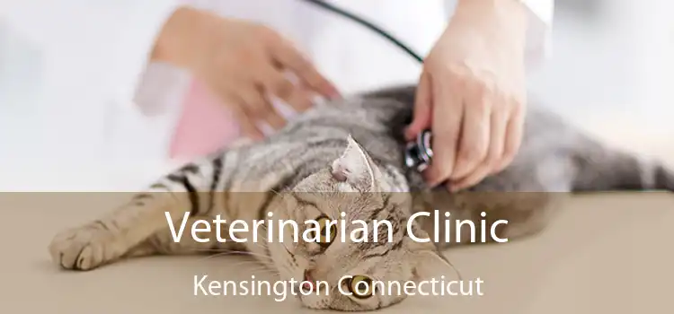 Veterinarian Clinic Kensington Connecticut