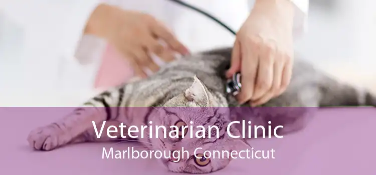 Veterinarian Clinic Marlborough Connecticut