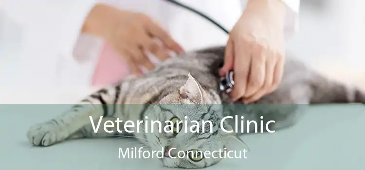 Veterinarian Clinic Milford Connecticut