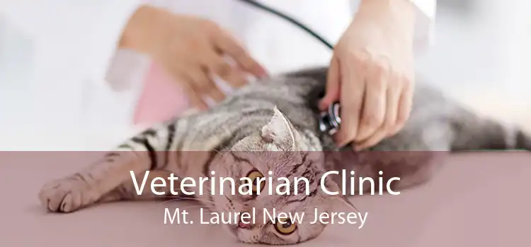 Veterinarian Clinic Mt. Laurel New Jersey
