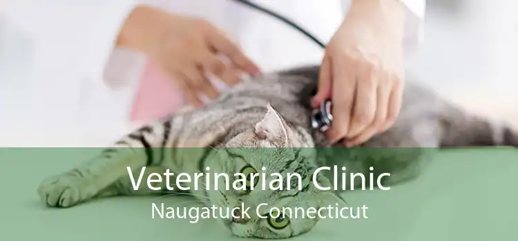 Veterinarian Clinic Naugatuck Connecticut