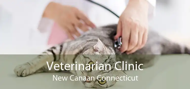 Veterinarian Clinic New Canaan Connecticut