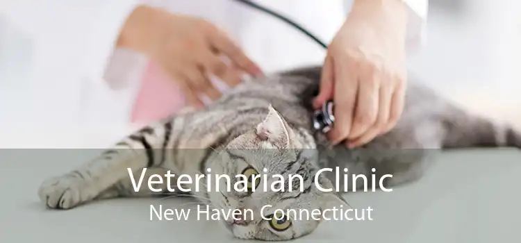 Veterinarian Clinic New Haven Connecticut