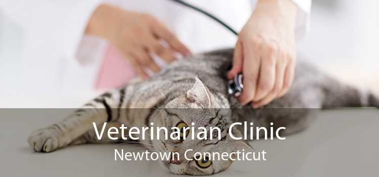 Veterinarian Clinic Newtown Connecticut