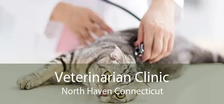 Veterinarian Clinic North Haven Connecticut