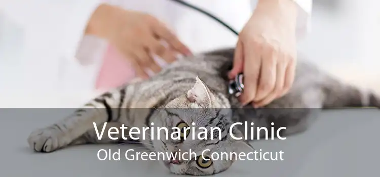 Veterinarian Clinic Old Greenwich Connecticut