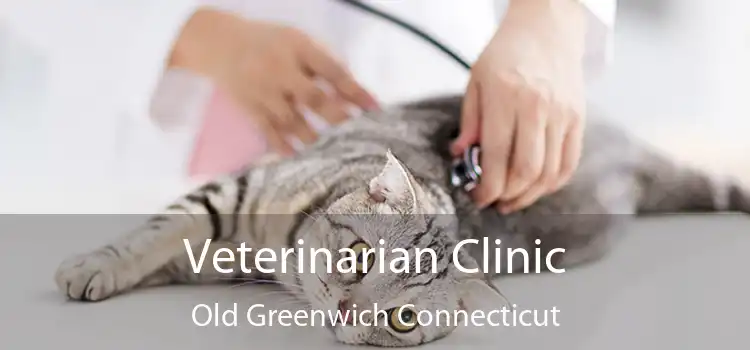 Veterinarian Clinic Old Greenwich Connecticut