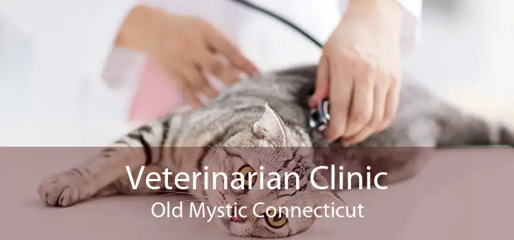 Veterinarian Clinic Old Mystic Connecticut