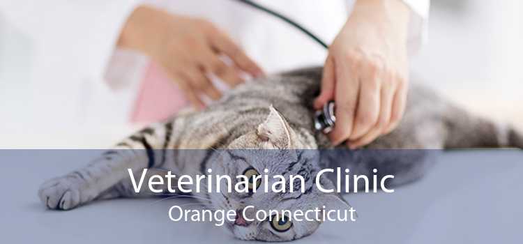 Veterinarian Clinic Orange Connecticut