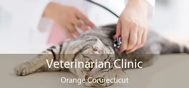 Veterinarian Clinic Orange Connecticut