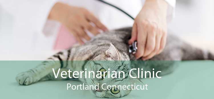Veterinarian Clinic Portland Connecticut